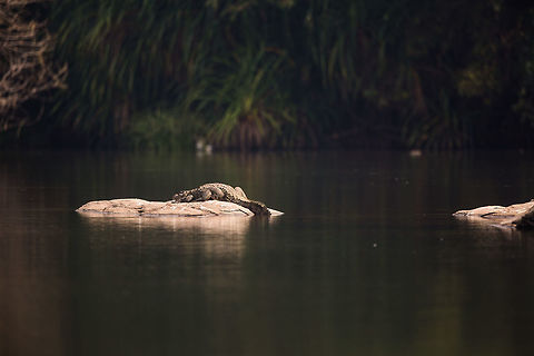 Morning bask Getting warm in the morning is essential for the cold blooded! Crocodylus palustris,Fall,Geotagged,India,Mugger crocodile