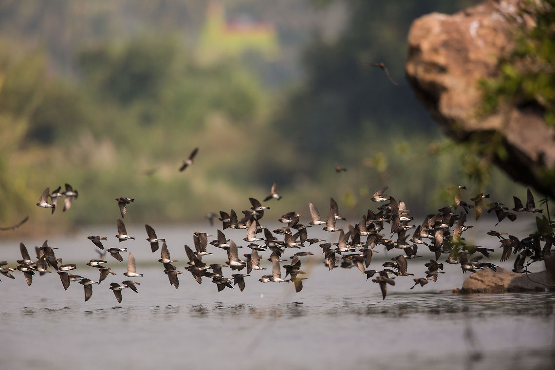 Swooosh I saw this overhang which had a lot of swallows going in and out...  so i waited to take some pics, when all of a sudden, without disturbing the, they swamped out in mass...  stunning! Fall,Geotagged,India,Petrochelidon fluvicola,Streak-throated Swallow