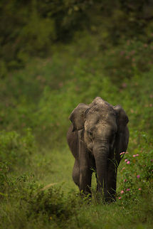 The lonely elephant This lame young elephant was separated from the herd, and limping from an injured rear right leg...  I don't think she will last long! :( Elephas maximus indicus,Fall,Geotagged,India,Indian Elephant