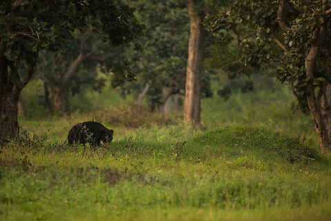 Sloth bear in the green I was blessed with 2 sloth bear sightings last weekend! love these guys! :) Fall,Geotagged,India,Melursus ursinus,Sloth bear