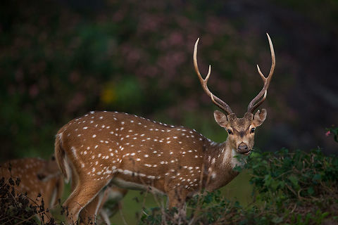 Still trying... ... for the best chital shot i can get!  Axis axis,Axis deer,Fall,Geotagged,India
