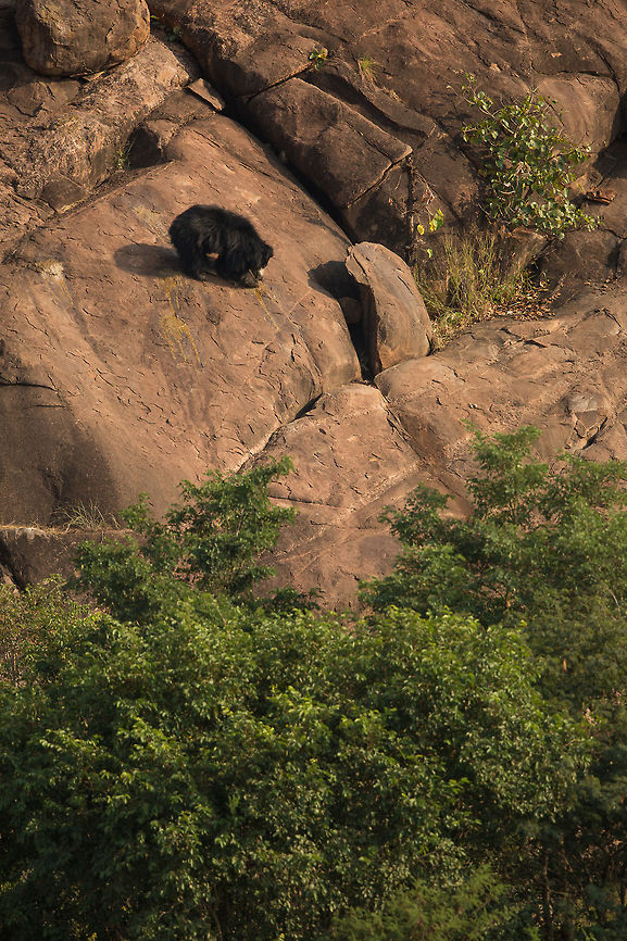 Daroji Bear Sanctuary - Karnataka 700mm is needed here, but we managed to see 3 bears in about 40 mins...  :) Lovely to see them on the boulder strewn floor of the sanctuary! Fall,Geotagged,India,John Rowell,John Rowell Photography,Melursus ursinus,Sloth bear,adhocphotographer,copyright