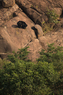 Daroji Bear Sanctuary - Karnataka 700mm is needed here, but we managed to see 3 bears in about 40 mins...  :) Lovely to see them on the boulder strewn floor of the sanctuary! Fall,Geotagged,India,John Rowell,John Rowell Photography,Melursus ursinus,Sloth bear,adhocphotographer,copyright