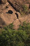 Daroji Bear Sanctuary - Karnataka 700mm is needed here, but we managed to see 3 bears in about 40 mins...  :) Lovely to see them on the boulder strewn floor of the sanctuary! Fall,Geotagged,India,John Rowell,John Rowell Photography,Melursus ursinus,Sloth bear,adhocphotographer,copyright