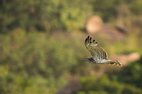 Short-toed snake eagle - with snake Whilst at the bear sanctuary, this guy flew past right in front of me...  just wanting to be photographed...  which was nice! :) Circaetus gallicus,Fall,Geotagged,India,John Rowell,John Rowell Photography,Short-toed Snake Eagle,adhocphotographer,copyright