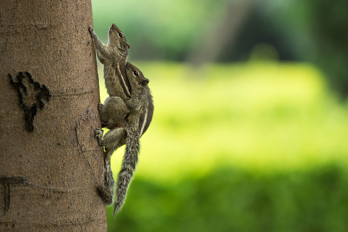 Love is in the air I took this a bit ago, and just loved the fact that there was a heart carved into the tree right next to the squirrels doing..  well, what they&#039;re doing! ;) Funambulus palmarum,Geotagged,India,Indian palm squirrel,Summer