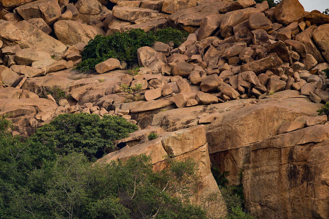 Two more bears Opposite the view point at the bear sanctuary, the multitude of boulders provides there bears with multiple housing options...  in this pic, two bears are wandering down the hill-side...  can you spot both? Fall,Geotagged,India,John Rowell,John Rowell Photography,Melursus ursinus,Sloth bear,adhocphotographer,copyright