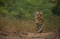 The classic shot Out of all my tiger sightings, I've always wanted this cliché shot of a tiger like this...  this last trip gave it to me! :) Bandhavgarh Tiger Reserve,Bengal tiger,Fall,Geotagged,India,Panthera tigris tigris