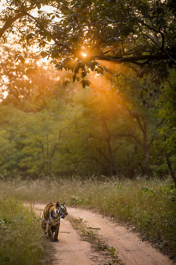 The end of the day Tigers like paths, and it is a common to spot them walking on them. Their soft paws prefer the warm sand to the sharp sticks of the jungle. I was lucky enough to have this beautiful girl to myself for 30 minutes. She followed us through the park, coming as close as 2m (too close to focus). We would drive ahead and she would follow. One stretch had the setting sun in the background. Dust + setting sun + tree + Tiger = Magical shot!  Bandhavgarh Tiger Reserve,Bengal tiger,Fall,Geotagged,India,Panthera tigris tigris