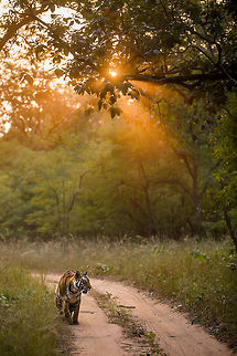 The end of the day Tigers like paths, and it is a common to spot them walking on them. Their soft paws prefer the warm sand to the sharp sticks of the jungle. I was lucky enough to have this beautiful girl to myself for 30 minutes. She followed us through the park, coming as close as 2m (too close to focus). We would drive ahead and she would follow. One stretch had the setting sun in the background. Dust + setting sun + tree + Tiger = Magical shot!  Bandhavgarh Tiger Reserve,Bengal tiger,Fall,Geotagged,India,Panthera tigris tigris