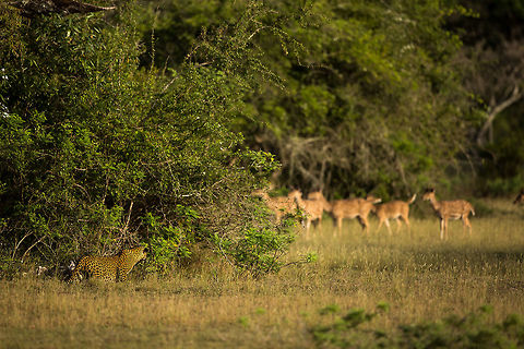 Food time! We heard alarm calls from the Chital and stopped...  Luck favoured us and a huge male leopard creeped out of the bushes our side of the deer, and started to stalk the deer! It did not culminate in a hunt, but the tensions was amazing to see! Great experience! Geotagged,Panthera pardus kotiya,Spring,Sri Lanka,Sri Lankan Leopard