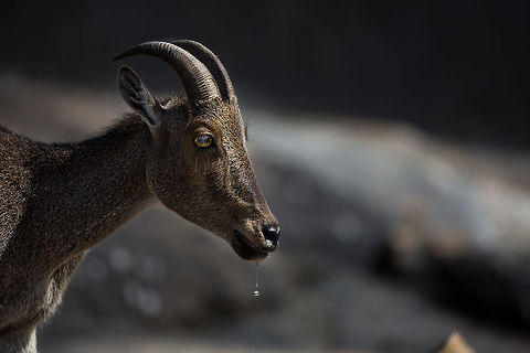 The Endangered Nilgiri Tahr The Nilgiri is the name given to a range of mountains spread across the borders among the states of Tamil Nadu, Karnataka and Kerala, and is hope to some truly amazing and endangered species...  the Tahr is just one of them. I've never been so excited to see a goat before now! :)

They are unfortunately endangered, making the IUCN red list! : http://www.iucnredlist.org/details/9917/0

http://www.iucnredlist.org/details/9917/0 Geotagged,India,Nilgiri tahr,Nilgiritragus hylocrius,Spring