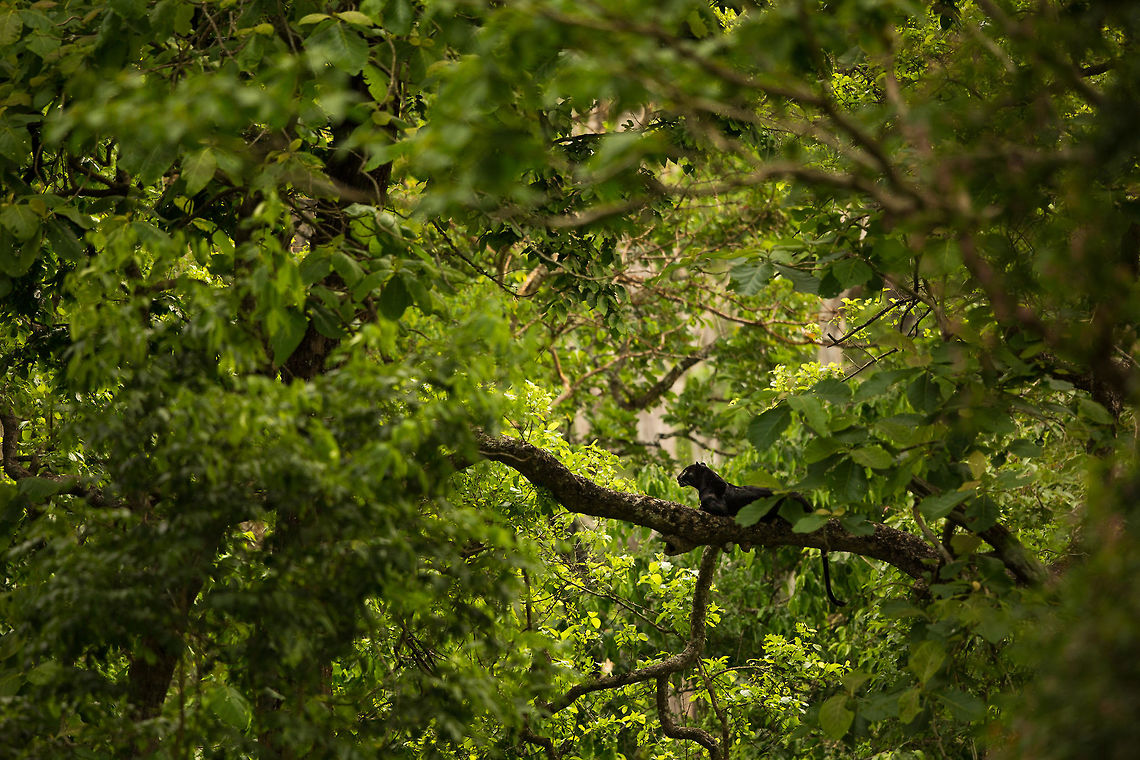 Black Panther aka melanistic leopard Dream sighting and lucky enough to shoot too! What a weekend in the jungle...  this image is 24 hours old! :)<br />
<br />
Due to a mutation in the melanin gene, these leopards have Melanism, a development of the dark-colored pigment melanin in the skin or its appendages and is the opposite of albinism. Historically, it was also the medical term for black jaundice [wiki]. Geotagged,India,Indian leopard,Panthera pardus fusca,Spring