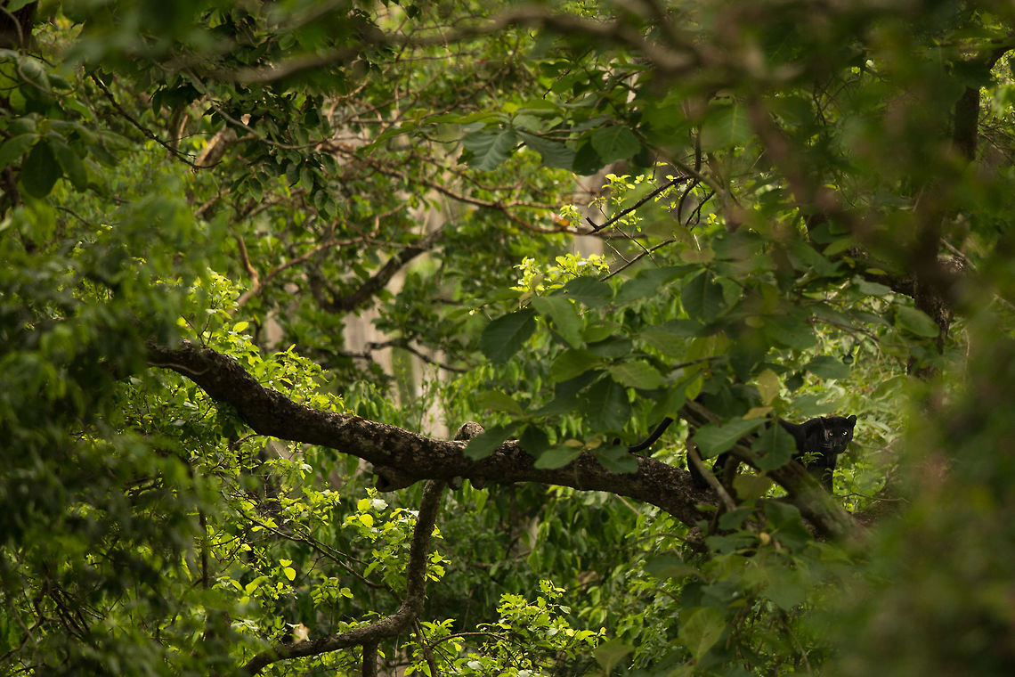 The black panther #2 Shortly after the first shot : <br />
<figure class="photo"><a href="https://www.jungledragon.com/image/39329/black_panther_aka_melanistic_leopard.html" title="Black Panther aka melanistic leopard"><img src="https://s3.amazonaws.com/media.jungledragon.com/images/2233/39329_thumb.jpg?AWSAccessKeyId=05GMT0V3GWVNE7GGM1R2&Expires=1759968010&Signature=mdTTZdDh6GH7FrIwyuRo4r%2BsP84%3D" width="200" height="134" alt="Black Panther aka melanistic leopard Dream sighting and lucky enough to shoot too! What a weekend in the jungle...  this image is 24 hours old! :)<br />
<br />
Due to a mutation in the melanin gene, these leopards have Melanism, a development of the dark-colored pigment melanin in the skin or its appendages and is the opposite of albinism. Historically, it was also the medical term for black jaundice [wiki]. Geotagged,India,Indian leopard,Panthera pardus fusca,Spring" /></a></figure><br />
<br />
He moved down and away... amazing sighting for me! Still grinning! :D Geotagged,India,Indian leopard,Panthera pardus fusca,Spring