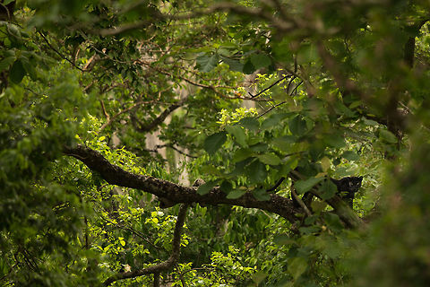 The black panther #2 Shortly after the first shot : 
https://www.jungledragon.com/image/39329/black_panther_aka_melanistic_leopard.html

He moved down and away... amazing sighting for me! Still grinning! :D Geotagged,India,Indian leopard,Panthera pardus fusca,Spring