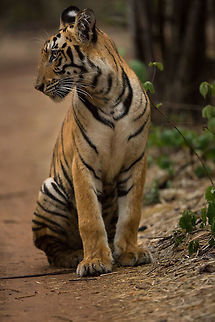 The pose This sub-adult cub came to see us, then very kindly posed for a photo. Bengal tiger,Geotagged,India,Panthera tigris tigris,Spring