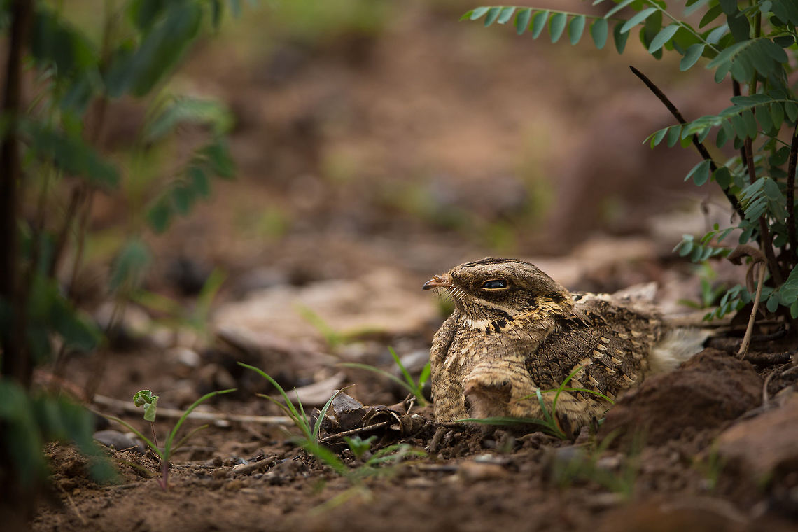 Indian Nightjar Like all nightjars, they are tough to spot...  so can you see the second one in the shot? I didn't notice it at the time of shooting, only afterwards... :) Caprimulgus asiaticus,Geotagged,India,Indian nightjar,Spring