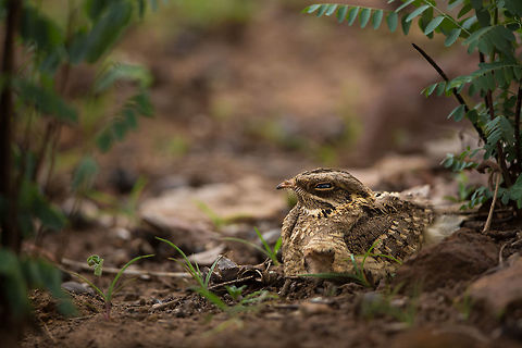 Indian Nightjar Like all nightjars, they are tough to spot...  so can you see the second one in the shot? I didn't notice it at the time of shooting, only afterwards... :) Caprimulgus asiaticus,Geotagged,India,Indian nightjar,Spring