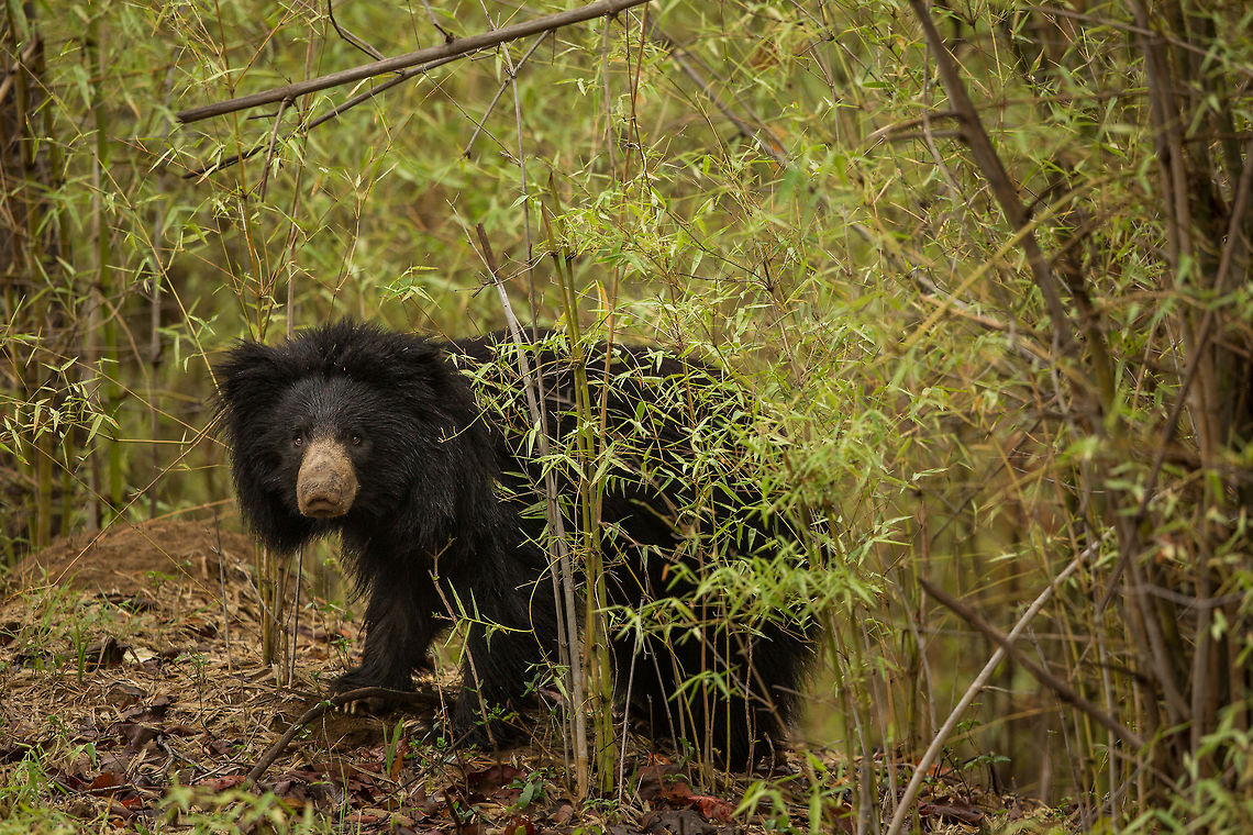 The bear necessities A sloth bear in the bamboo thickets of central india!   Geotagged,India,Melursus ursinus,Sloth bear,Spring