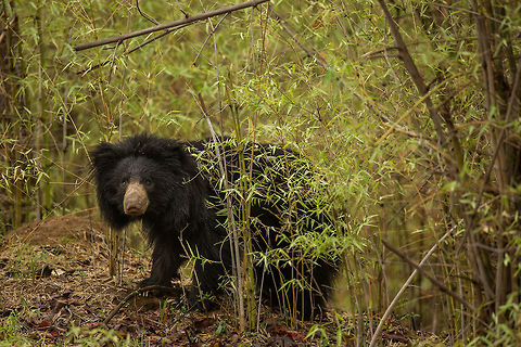 The bear necessities A sloth bear in the bamboo thickets of central india!   Geotagged,India,Melursus ursinus,Sloth bear,Spring