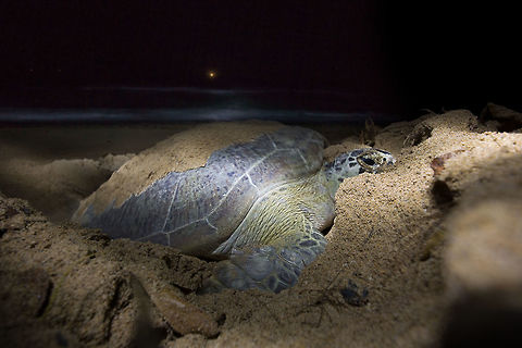 Female turtle lays her eggs in the dead of night We strolled the beach at night keeping an eye out for turtles , and got luck with this one laying her eggs.  Chelonia mydas,Geotagged,Green sea turtle,Lepidochelys olivacea,Malaysia,Olive ridley sea turtle,Summer