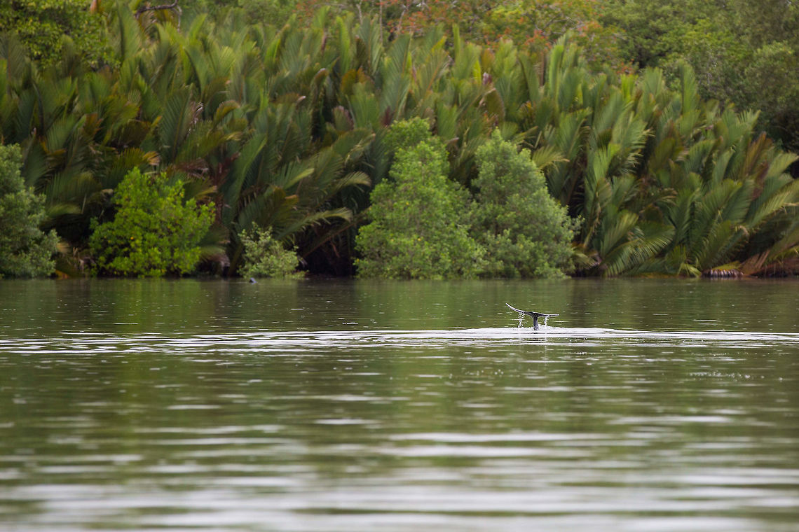 Irrawaddy dolphin These threatened (vulnerable) Irrawaddy dolphin likes shallow waters, so are always seen close to shoe. This also means that they venture into the mangrove lined rivers in Sarawak. I spent a long time waiting to get a photo of a dolphin with the mangrove background. I am pleased with the result! :) Geotagged,Irrawaddy dolphin,Malaysia,Summer,brevirostris