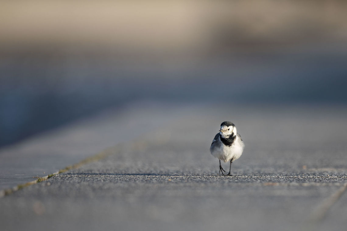Urban wildlife Since returning from 4 Years in India...  it has been tough not having so much wildlife on my doorstep. So i&#039;ve started to make time to venture out to see what Paris has to offer.<br />
<br />
I have no id, so please help...  I think i need to buy me a good guide book, any suggestions? France,Geotagged,Motacilla alba,White wagtail,Winter
