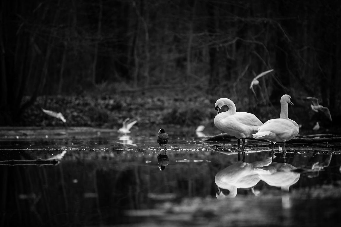 Swan (on frozen) lake We can&#039;t always go to exciting destinations, so it is important to shoot locally whenever you can.<br />
There is always wildlife around, you just have to find it, and if you can&#039;t take a good photo of a pigeon, then how are you meant to take a good photo of an eagle, right?  Cygnus olor,France,Geotagged,Mute swan,Winter