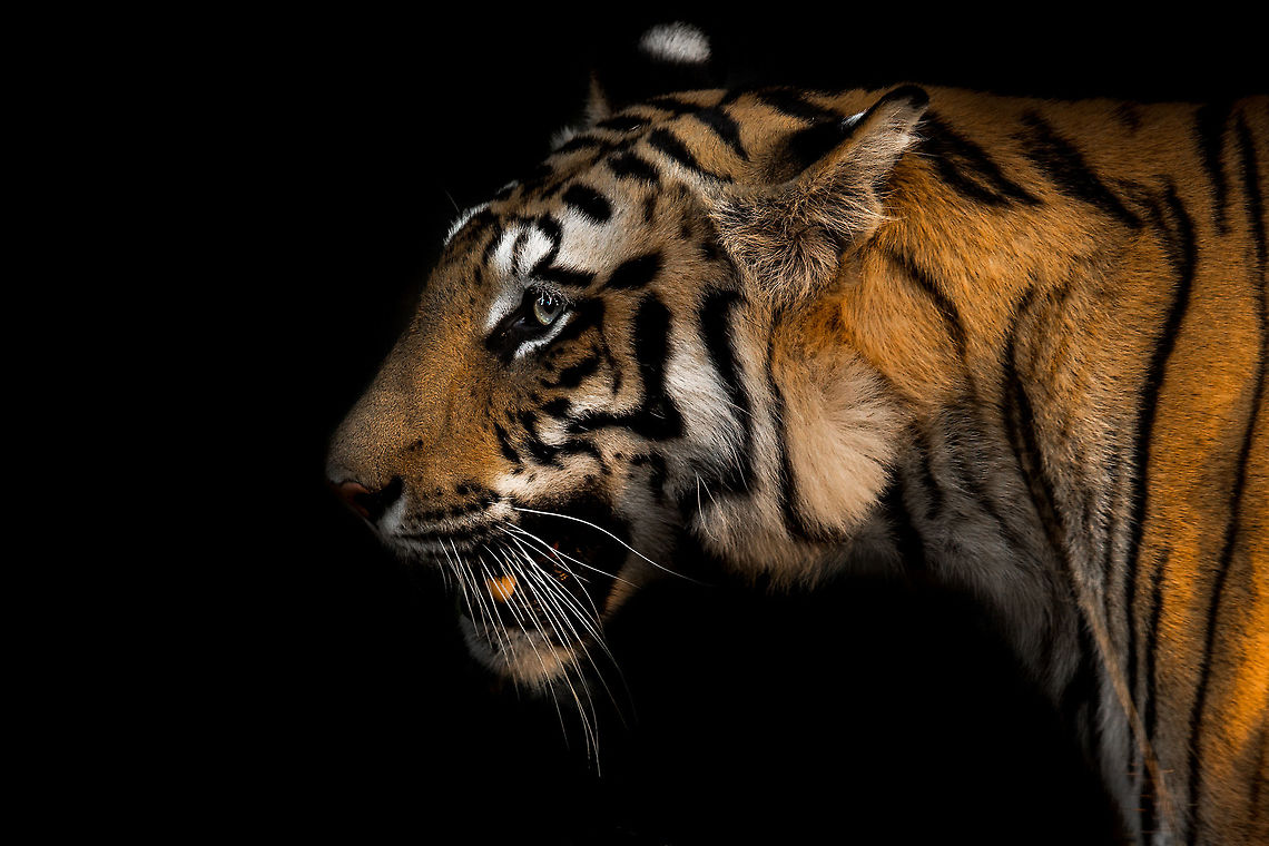 Creative processing - Tiger Since i am currently city-bound, i am spending a lot of time re-processing images...  this is one in a series of images I&#039;ve been meaning to process for a long time...  a more studio feel and arty....  Thoughts, comments? Bandhavgarh National Park,Bengal tiger,Fall,Geotagged,India,John Rowell,John Rowell Photography,Madhya Pradesh,National Park,Panthera tigris tigris,asia,copyright