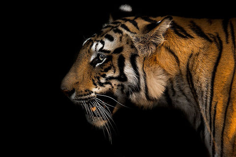 Creative processing - Tiger Since i am currently city-bound, i am spending a lot of time re-processing images...  this is one in a series of images I've been meaning to process for a long time...  a more studio feel and arty....  Thoughts, comments? Bandhavgarh National Park,Bengal tiger,Fall,Geotagged,India,John Rowell,John Rowell Photography,Madhya Pradesh,National Park,Panthera tigris tigris,asia,copyright