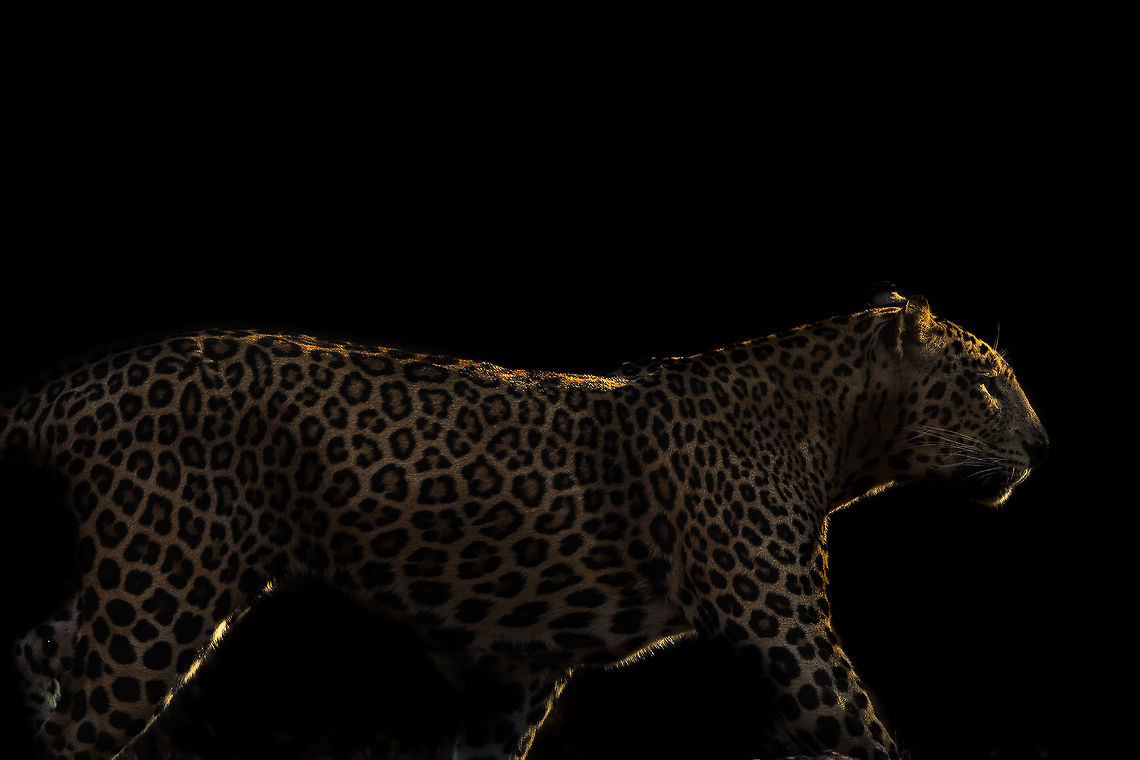 Leopard and light :Another in my Wild Art Series.... 2015,5D mkIII,Geotagged,India,Indian leopard,Karnataka,Nagarhole National Park,Nagarhole Tiger Reserve,National Park,Panthera pardus fusca,Tiger Reserve,Wildlife,Winter,asia,unidentified,wildlife