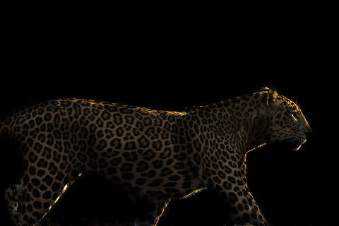 Leopard and light :Another in my Wild Art Series.... 2015,5D mkIII,Geotagged,India,Indian leopard,Karnataka,Nagarhole National Park,Nagarhole Tiger Reserve,National Park,Panthera pardus fusca,Tiger Reserve,Wildlife,Winter,asia,unidentified,wildlife