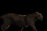 Leopard and light :Another in my Wild Art Series.... 2015,5D mkIII,Geotagged,India,Indian leopard,Karnataka,Nagarhole National Park,Nagarhole Tiger Reserve,National Park,Panthera pardus fusca,Tiger Reserve,Wildlife,Winter,asia,unidentified,wildlife