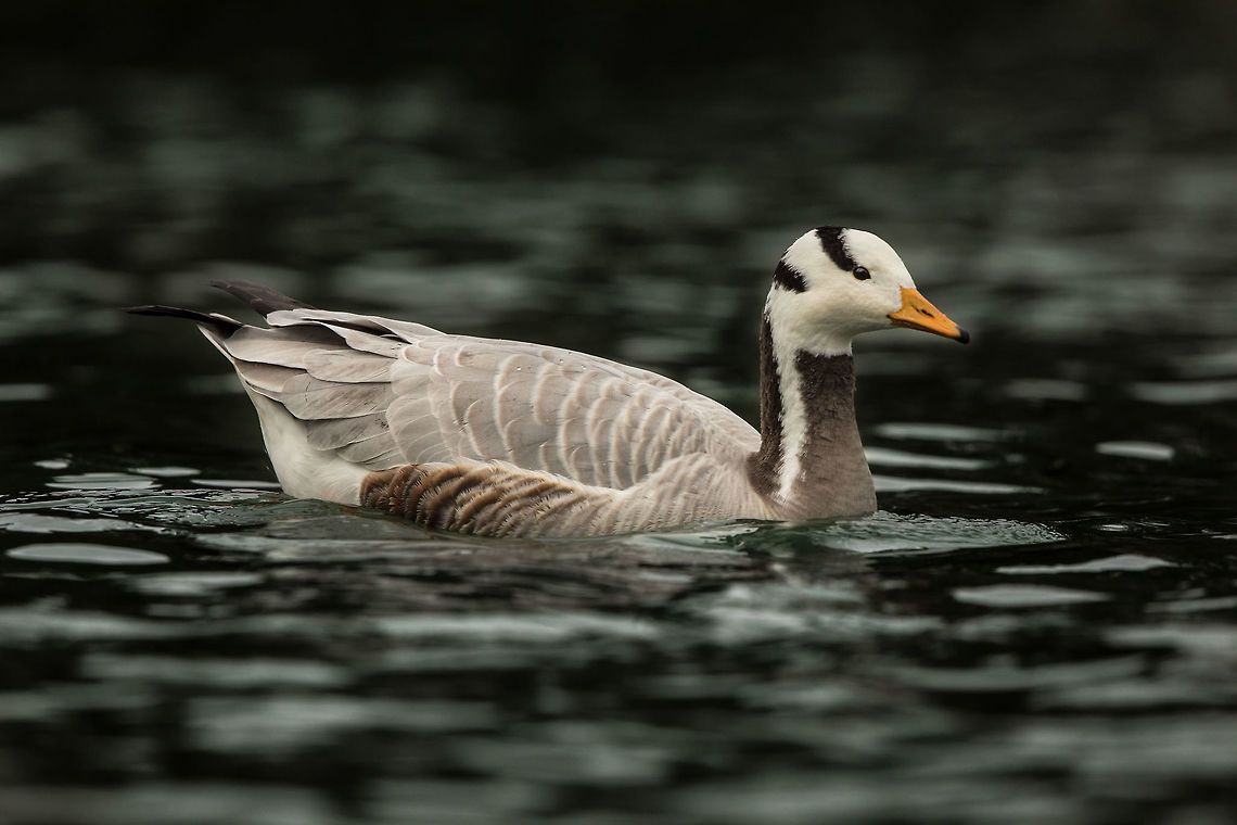 Bar-Headed goose in Paris? I was in a local park in Paris, when i spotted a familiar sight...  a bar-headed goose. Well, familiar for India in winter. <br />
The goose had no tag. Feral maybe? Anser indicus,Bar-headed Goose,France,Geotagged,Winter