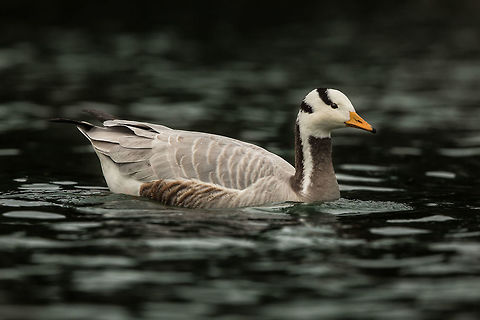 Bar-Headed goose in Paris? I was in a local park in Paris, when i spotted a familiar sight...  a bar-headed goose. Well, familiar for India in winter. 
The goose had no tag. Feral maybe? Anser indicus,Bar-headed Goose,France,Geotagged,Winter