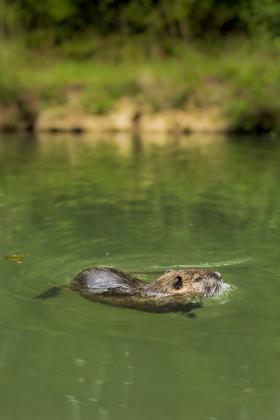 Coypu in Paris People joked that when I returned to Paris, all i would have to take pictures of were rats...  :) Coypu,France,Geotagged,Myocastor coypus,Spring