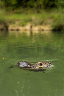 Coypu in Paris People joked that when I returned to Paris, all i would have to take pictures of were rats...  :) Coypu,France,Geotagged,Myocastor coypus,Spring