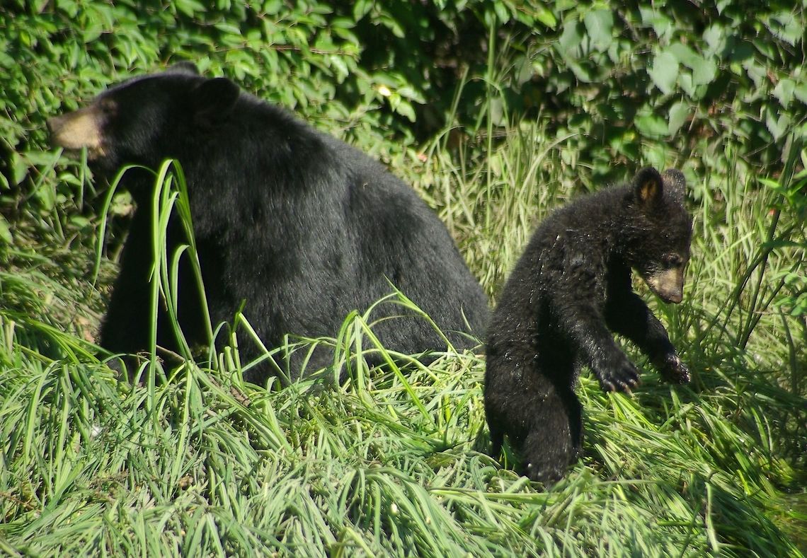 Black Bear & Cub I Always Take my camera gear when i am out hiking you never know when your going to find a nice image of wildlife &amp; fauna . This particular day i was out walking in Port Moody Shorline Park &amp; i came across this Mother Black Bear &amp; her Cub , she actually had two cubs but the other cub was in a stream &amp; i could not get a clear image of both cubs so i was able to get this cute cub &amp; her Mother Bear was busy eating Grass one of there main foods as well as berries, bugs, seeds, &amp; sometimes salmon, deer, birds or whatever meat they can find . American black bear,Black Bear & cub Port Moody BC,Canada. by Linda Stacey,Ursus americanus