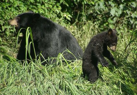 Black Bear & Cub I Always Take my camera gear when i am out hiking you never know when your going to find a nice image of wildlife & fauna . This particular day i was out walking in Port Moody Shorline Park & i came across this Mother Black Bear & her Cub , she actually had two cubs but the other cub was in a stream & i could not get a clear image of both cubs so i was able to get this cute cub & her Mother Bear was busy eating Grass one of there main foods as well as berries, bugs, seeds, & sometimes salmon, deer, birds or whatever meat they can find . American black bear,Black Bear & cub Port Moody BC,Canada. by Linda Stacey,Ursus americanus