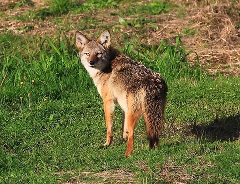 Coyote Coyotes are hard to find sometimes because they blend in with there surroundings so well, there food is mice, rodents ,rabbits ,birds ,snakes. You can see them all year round. Canada by Linda Stacey,Canis latrans lestes,Coyote,Minekhada Park Coqiutlam BC,Mountain coyote