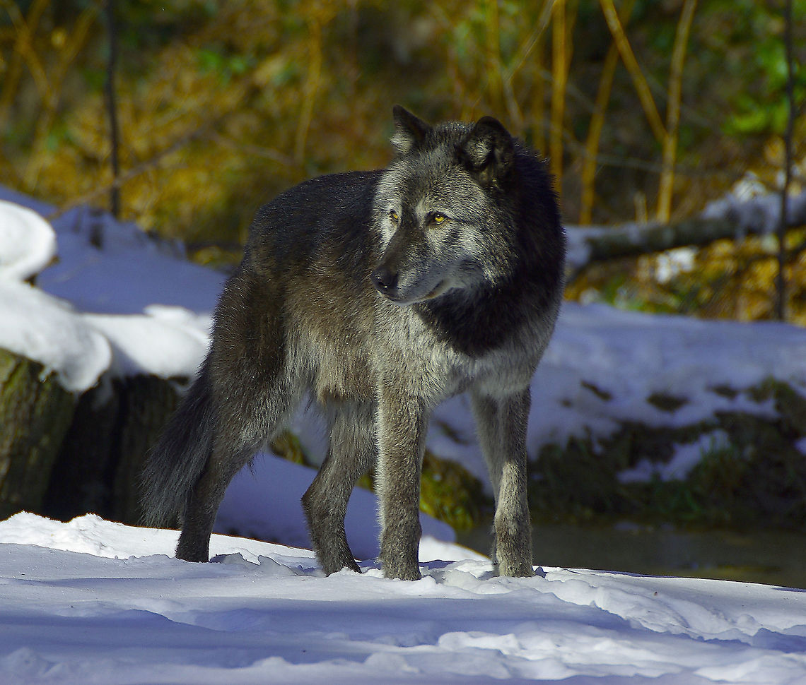 Grey Wolf This Grey Wolf image was taken at the Wolf Sanctuary on Grouse Mt BC,Canada on the North shore Mts. Black Wolf  North Shore Mts BC,Canada,Canis lupus,Geotagged,Gray wolf,Winter,by Linda Stacey