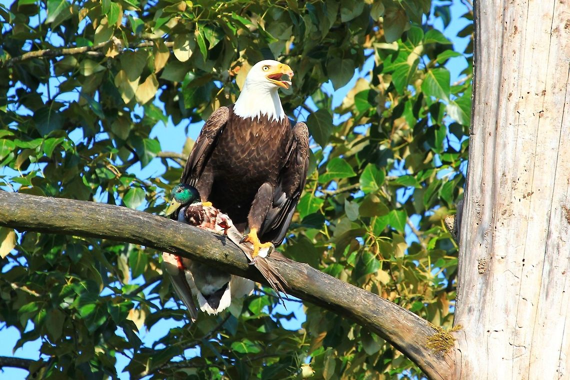 Bald Eagle & Duck in Talons This Bald Eagle caught a duck for dinner &amp; rested in this dead tree right in front of my eyes i was glad to be able to see &amp; capture this image. First time i ever saw a Bald Eagle with a duck in his talons. Bald Eagle,Bald Eagle & Duck in his Talons,Canada,Geotagged,Haliaeetus leucocephalus,Spring,by Linda Stacey