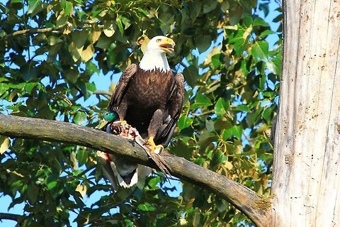 Bald Eagle & Duck in Talons This Bald Eagle caught a duck for dinner & rested in this dead tree right in front of my eyes i was glad to be able to see & capture this image. First time i ever saw a Bald Eagle with a duck in his talons. Bald Eagle,Bald Eagle & Duck in his Talons,Canada,Geotagged,Haliaeetus leucocephalus,Spring,by Linda Stacey