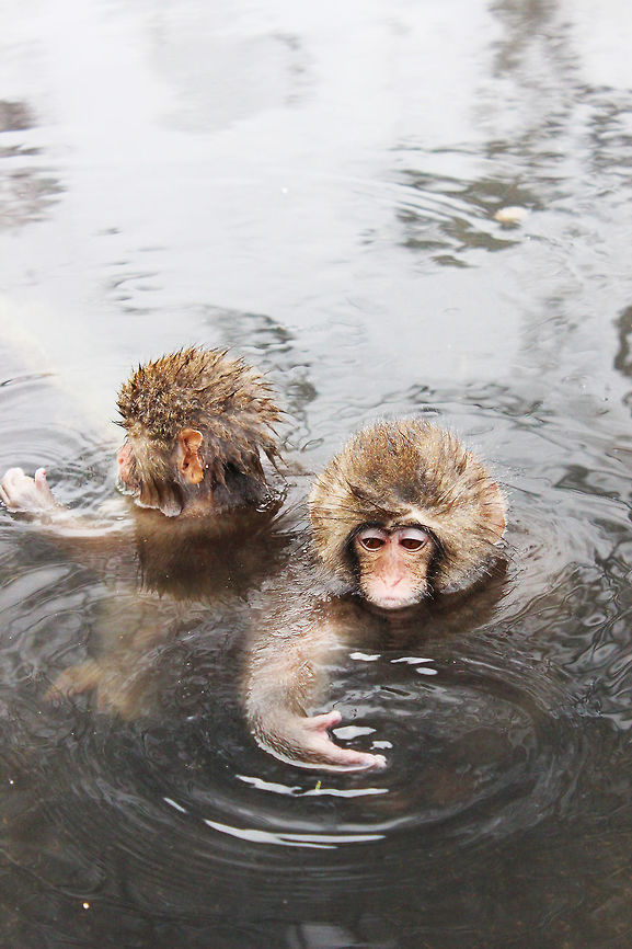 competitionmonkey  Japanese macaque,Macaca fuscata