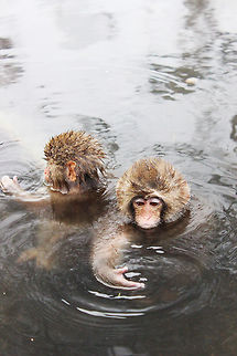 competitionmonkey  Japanese macaque,Macaca fuscata