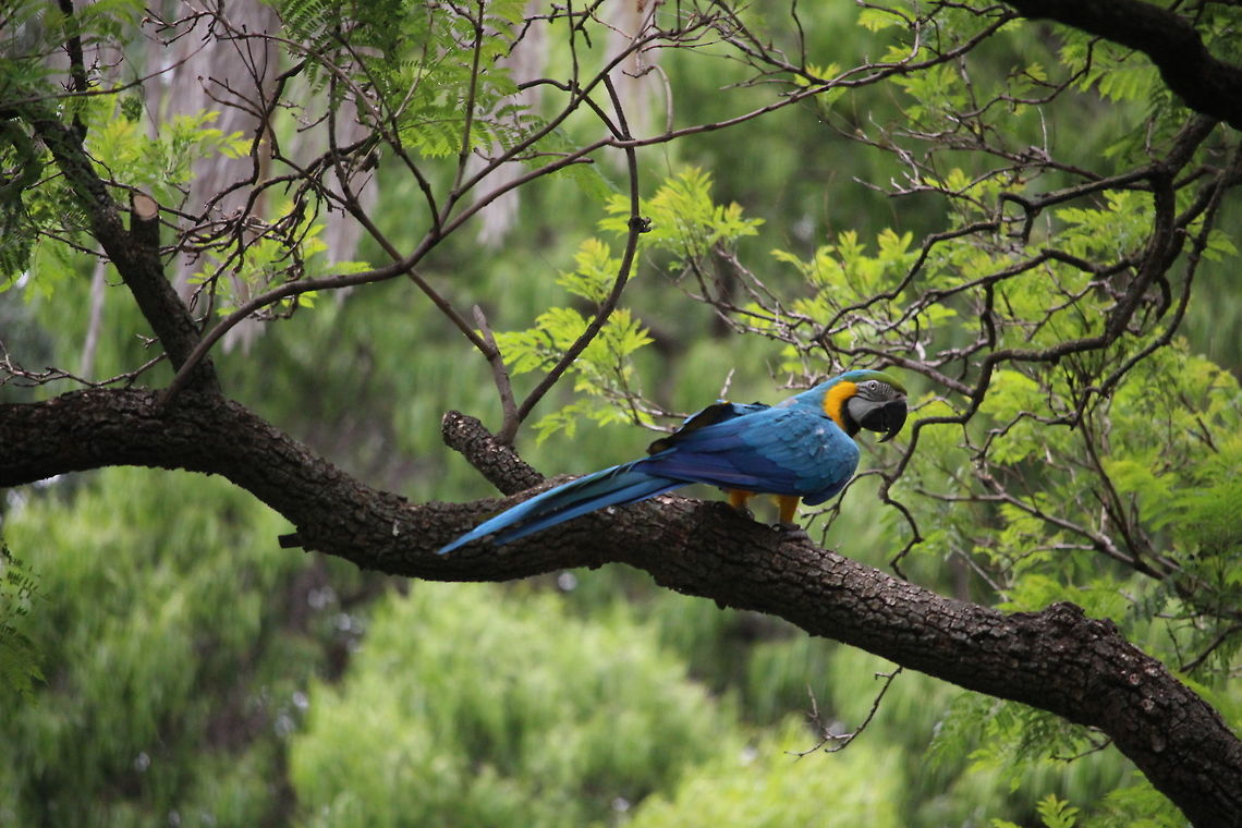 Miguel the Macaw This image I took at Adelaide Zoo during a family trip with my Mum, Dad and older sister.  Adelaide,Australia,Blue-and-Yellow Macaw,Geotagged,Summer,Zoo
