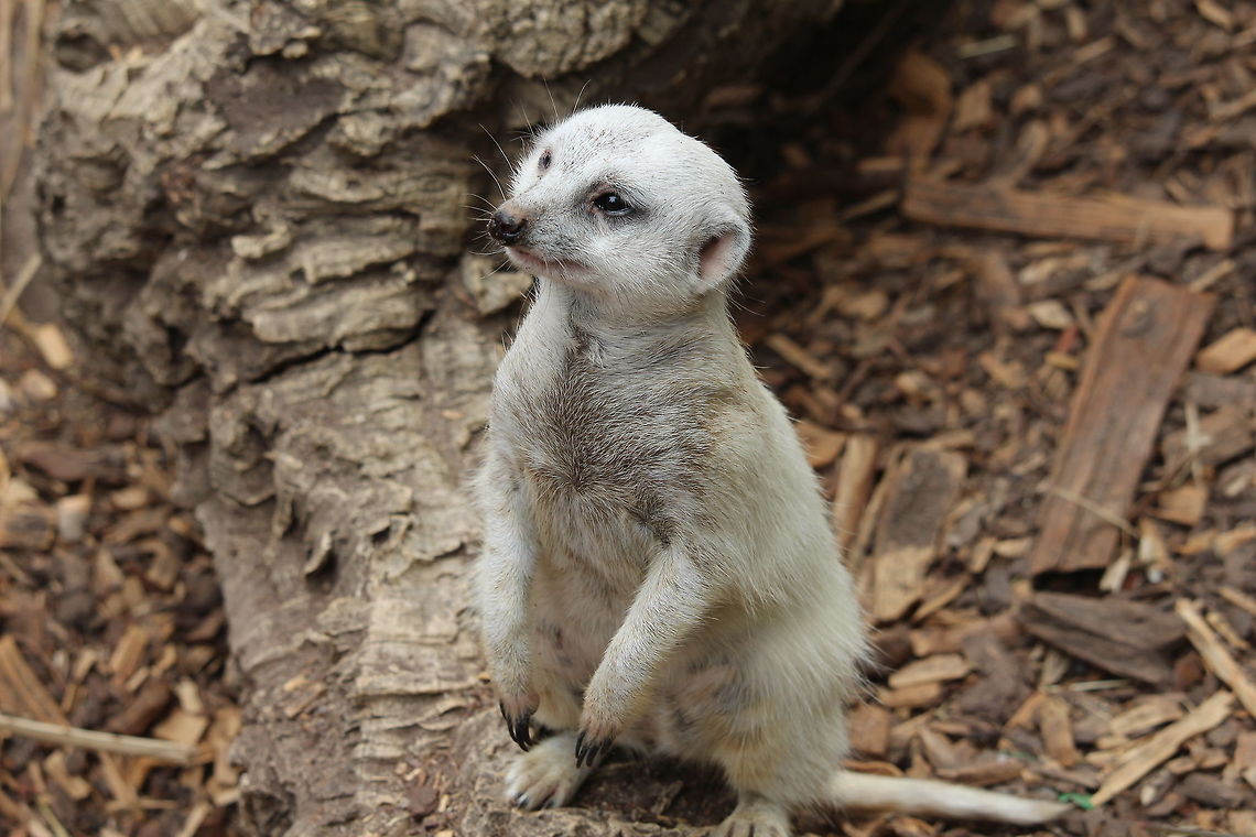 Rare Meerkat  Meerkat,Suricata suricatta