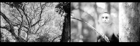 monotiti Costa Rica, wondering about liberty. Cebus capucinus,Costa Rica,Nature&wildlife,White-headed capuchin