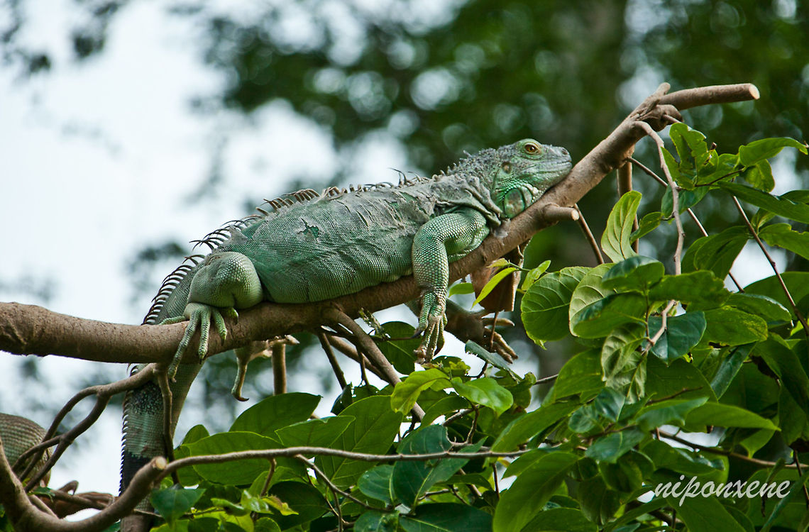 green iguana A beautiful green iguana is shedding its skin on the branches of a tree. Geotagged,Green iguana,Iguana iguana,Thailand,animal,bask,basking,branch,cheek,clumsy,forest,green,head,high,iguana,jaw,leaves,leg,lizard,patches