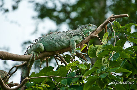 green iguana A beautiful green iguana is shedding its skin on the branches of a tree. Geotagged,Green iguana,Iguana iguana,Thailand,animal,bask,basking,branch,cheek,clumsy,forest,green,head,high,iguana,jaw,leaves,leg,lizard,patches